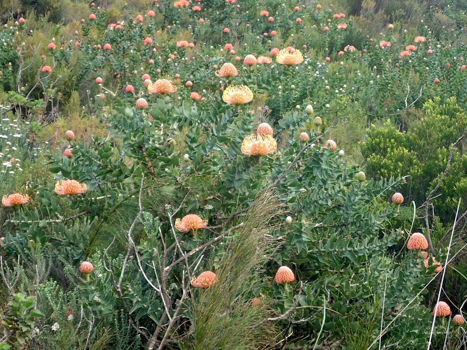 Nodding Pincushion (Leucospermum Cordifolium) — adding ecological value to the garden landscape.<br><br>For optimal growth