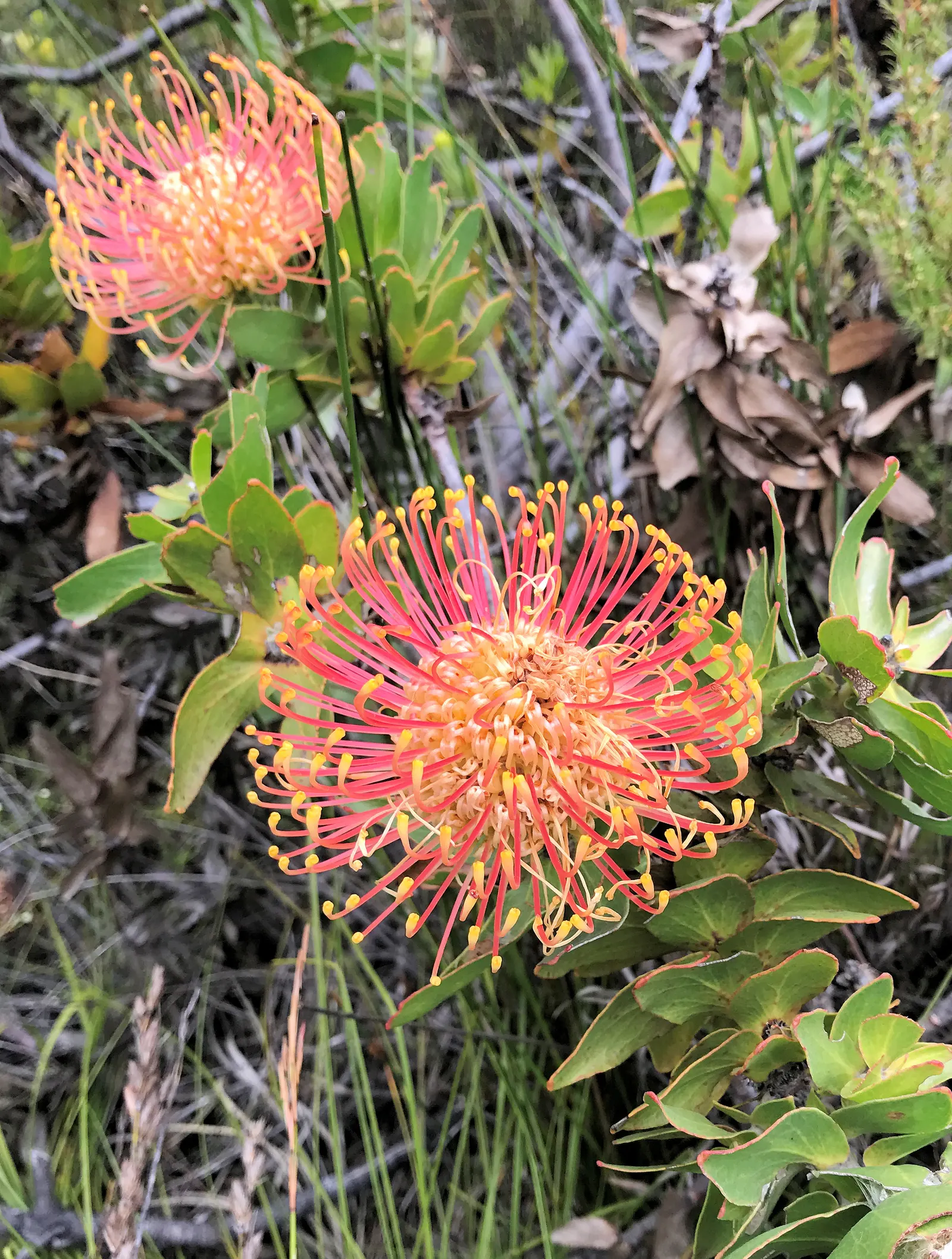 Nodding Pincushion (Leucospermum Cordifolium) — is a striking evergreen shrub cherished for its unique and vibrant inflorescences; leucospermum cordifolium