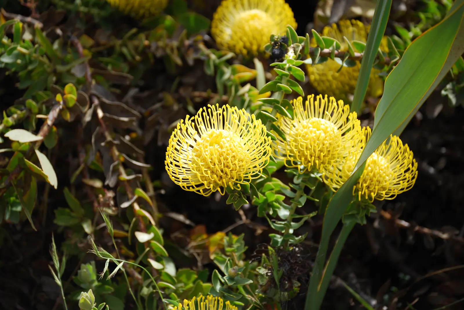 Nodding Pincushion (Leucospermum Cordifolium) — as the plant is drought-tolerant and sensitive to overwatering; this member of the Proteaceae family thrives in