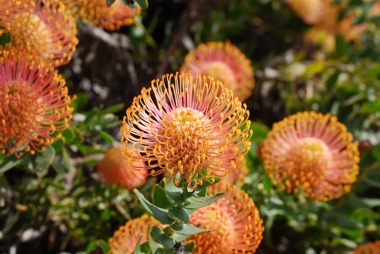 Nodding Pincushion (Leucospermum Cordifolium) — shrub with pink blooms; the vibrant oranges and yellows of the flowers attract a host of beneficial pollinators