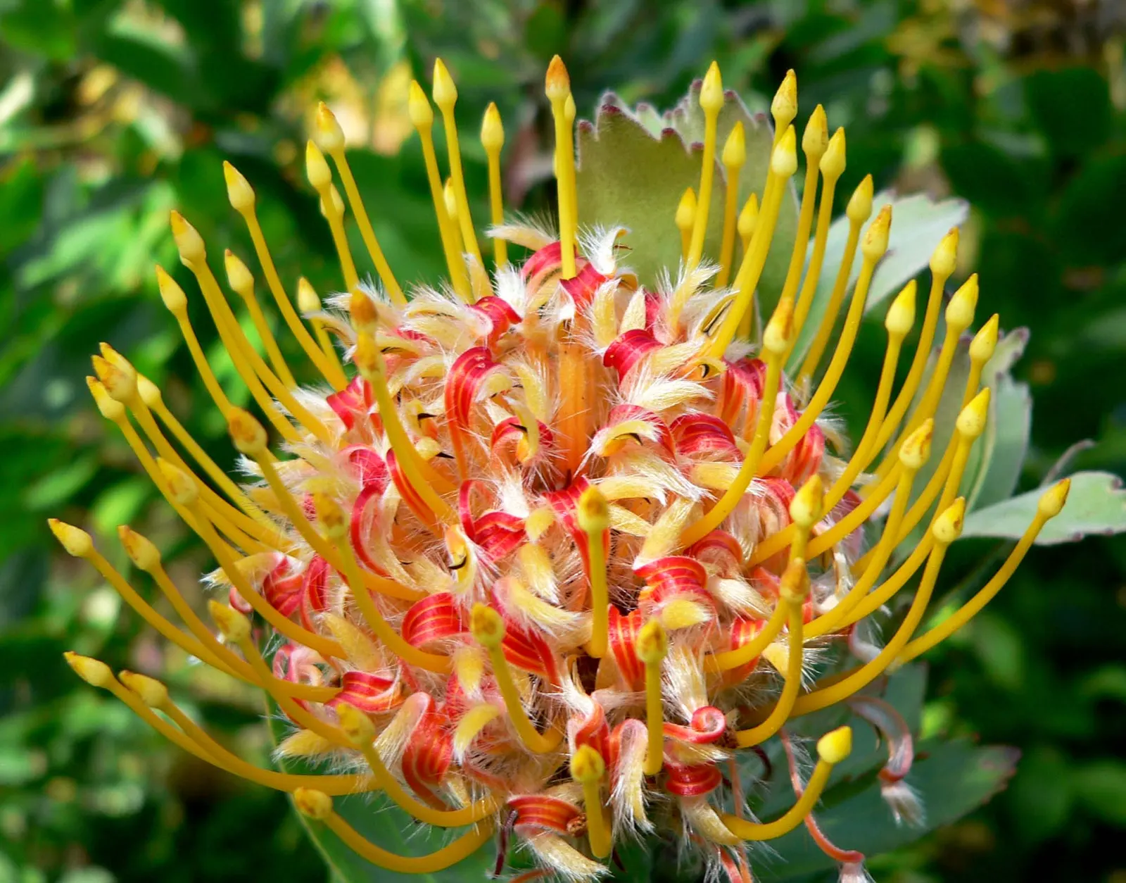 Nodding Pincushion (Leucospermum Cordifolium) — Originating from South Africa; shrub with pink blooms, image 62