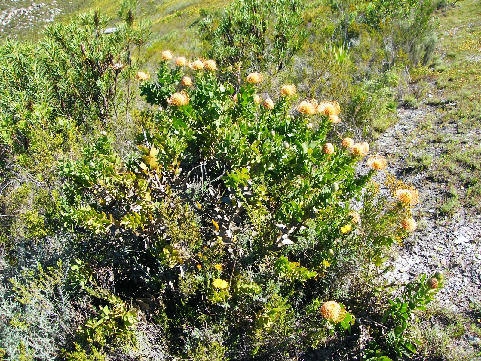 Nodding Pincushion (Leucospermum Cordifolium) — Reaching up to 5 feet in height and spread, it thrives in full sun with well-drained soil