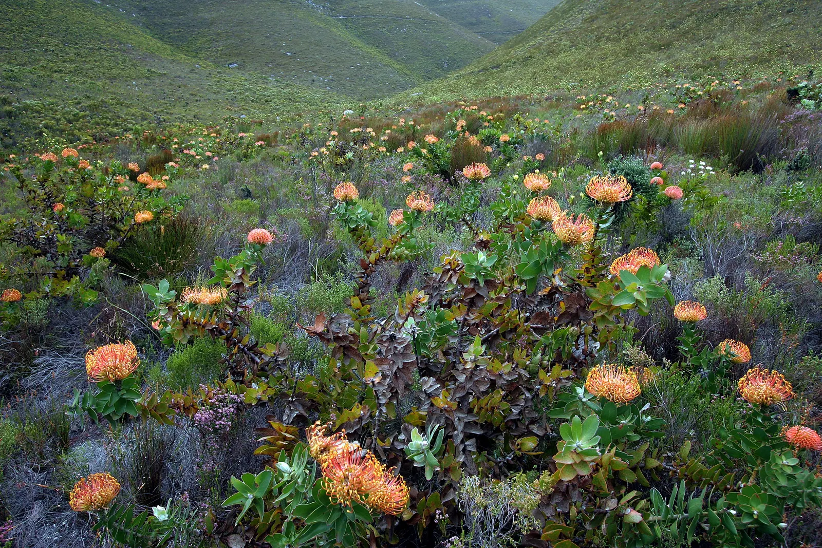 Nodding Pincushion (Leucospermum Cordifolium) — which emerge primarily in the spring and continue blooming sporadically until summer, image 68