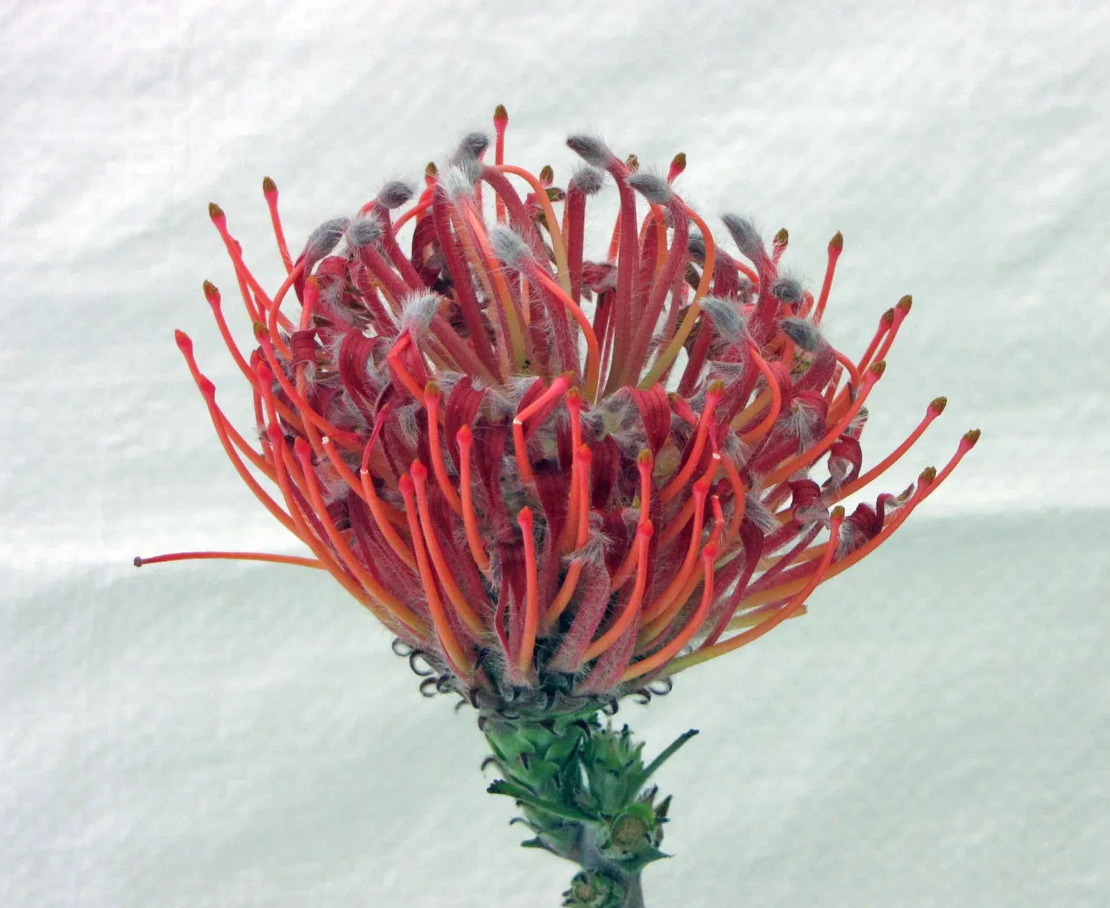 Nodding Pincushion (Leucospermum Cordifolium) — measuring about 2 to 4 inches long