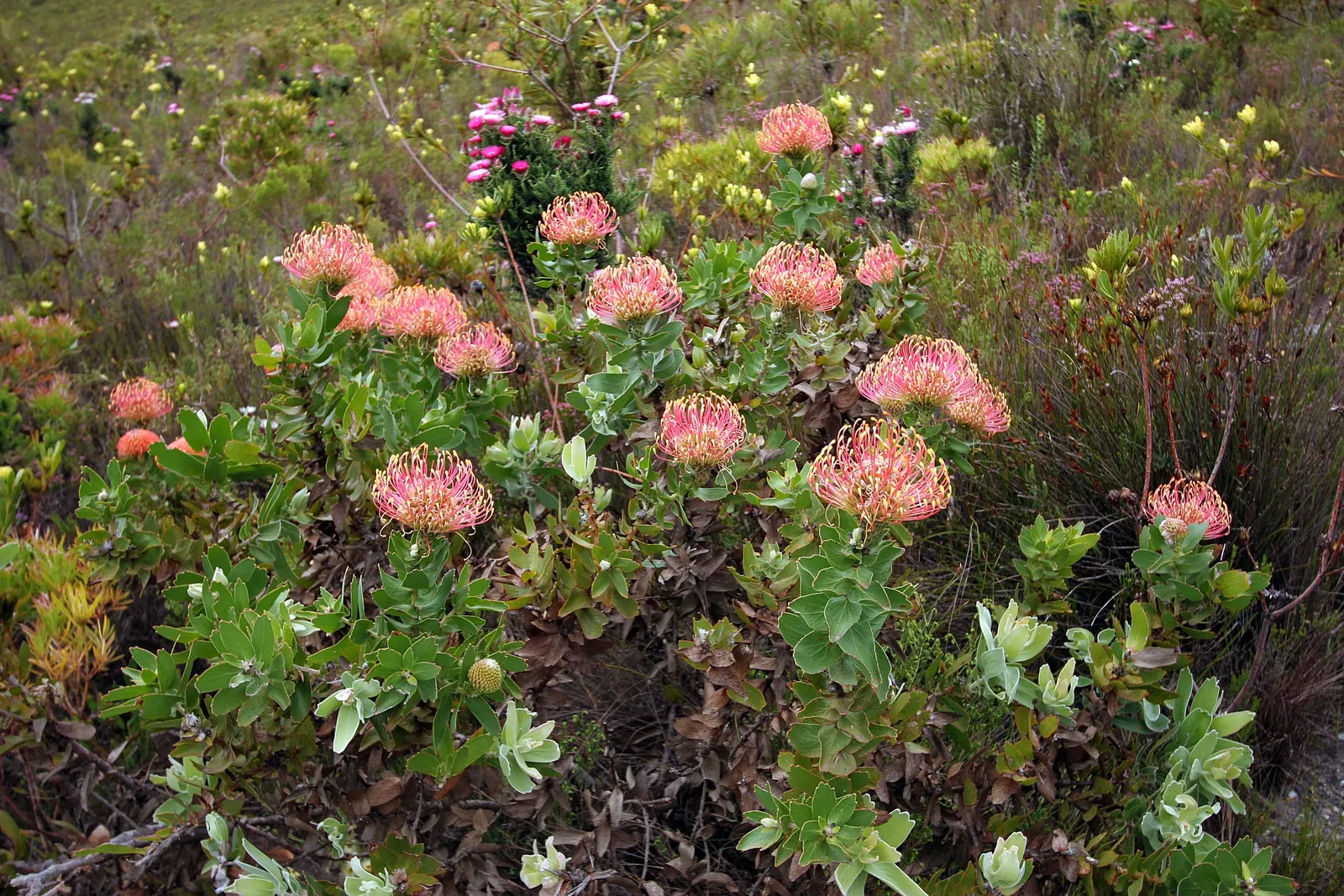 Nodding Pincushion (Leucospermum Cordifolium) — pink flowers in the garden
