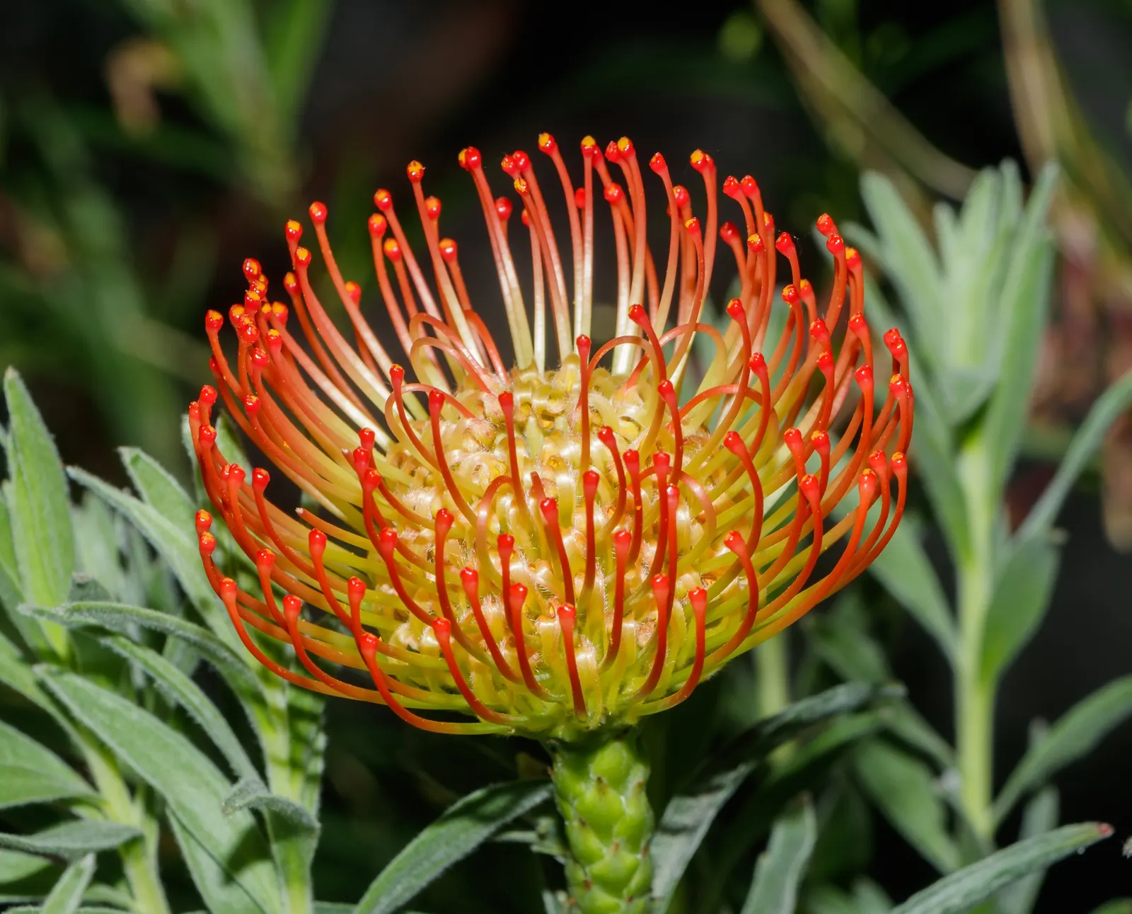 Nodding Pincushion (Leucospermum Cordifolium) — this member of the Proteaceae family thrives in USDA hardiness zones 9 to 11