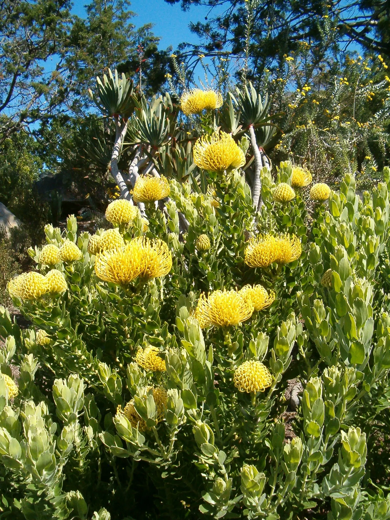 Nodding Pincushion (Leucospermum Cordifolium) — Known for its striking orange-red inflorescences resembling pincushions, it blooms in spring; leucospermum