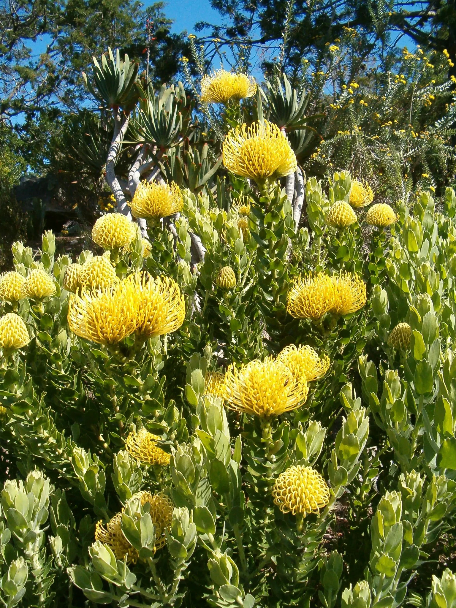 Nodding Pincushion (Leucospermum Cordifolium) — this member of the Proteaceae family thrives in USDA hardiness zones 9 to 11; commonly referred to as Nodding
