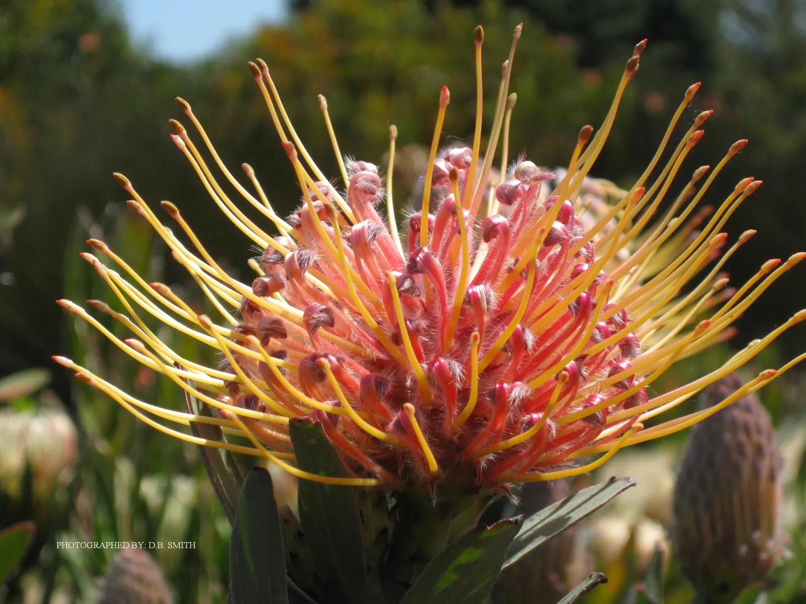 Nodding Pincushion (Leucospermum Cordifolium) — Originating from South Africa; shrub with pink blooms