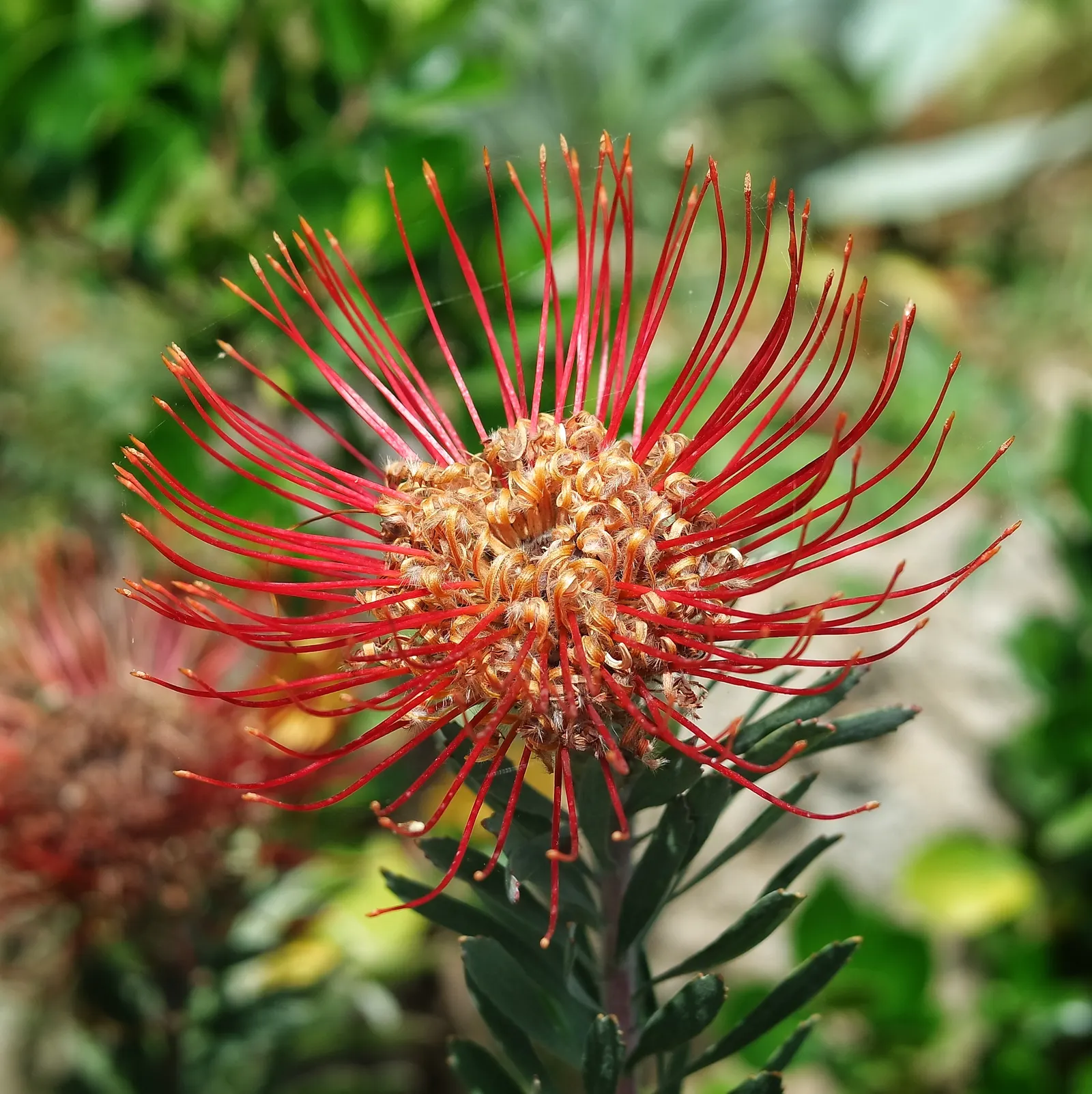 Nodding Pincushion (Leucospermum Cordifolium) — shrub for full; ideal for water-wise gardens or coastal landscapes