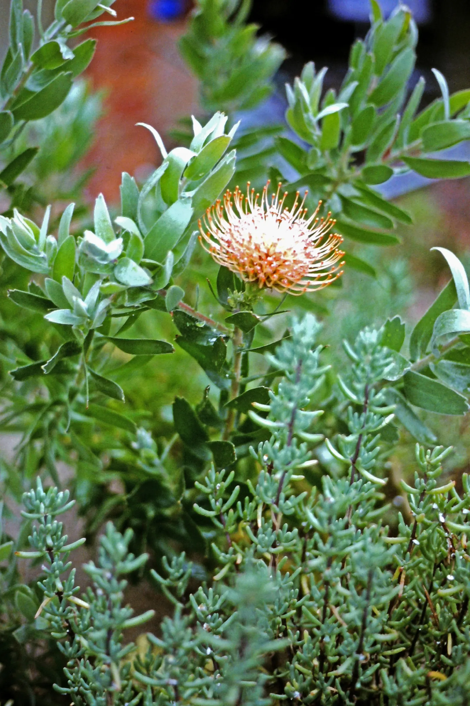 Nodding Pincushion (Leucospermum Cordifolium) — preferring full sun exposure to flourish.<br><br>Characterized by an upright