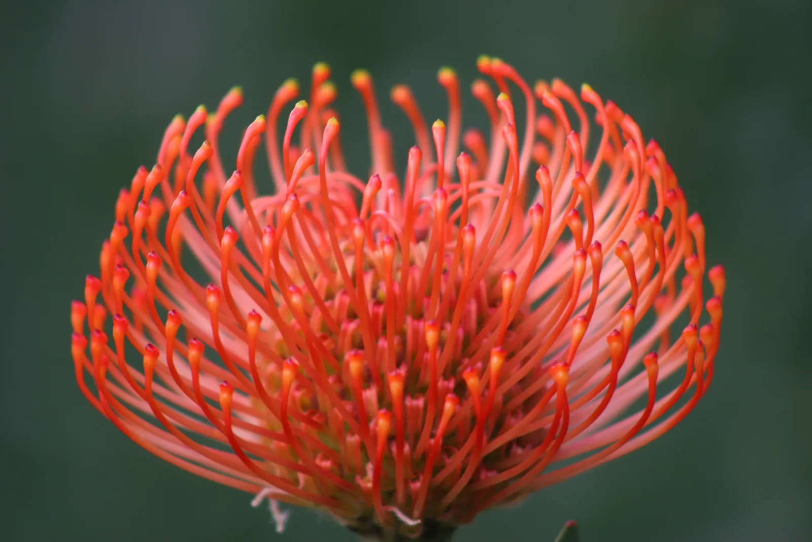 Nodding Pincushion (Leucospermum Cordifolium) — ideal for water-wise gardens or coastal landscapes