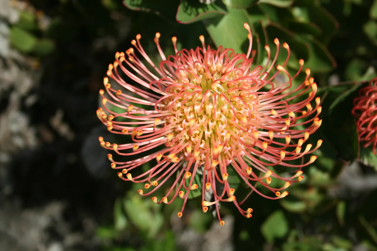 Nodding Pincushion (Leucospermum Cordifolium) — Leucospermum cordifolium requires well-draining
