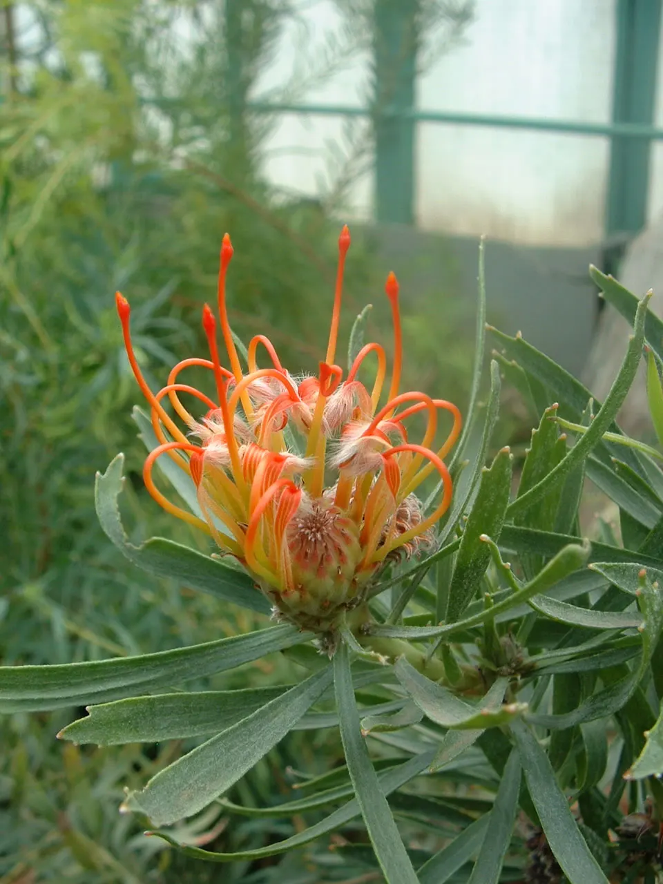 Nodding Pincushion (Leucospermum Cordifolium) — Leucospermum cordifolium, or Nodding Pincushion, is a captivating evergreen shrub native to South Africa
