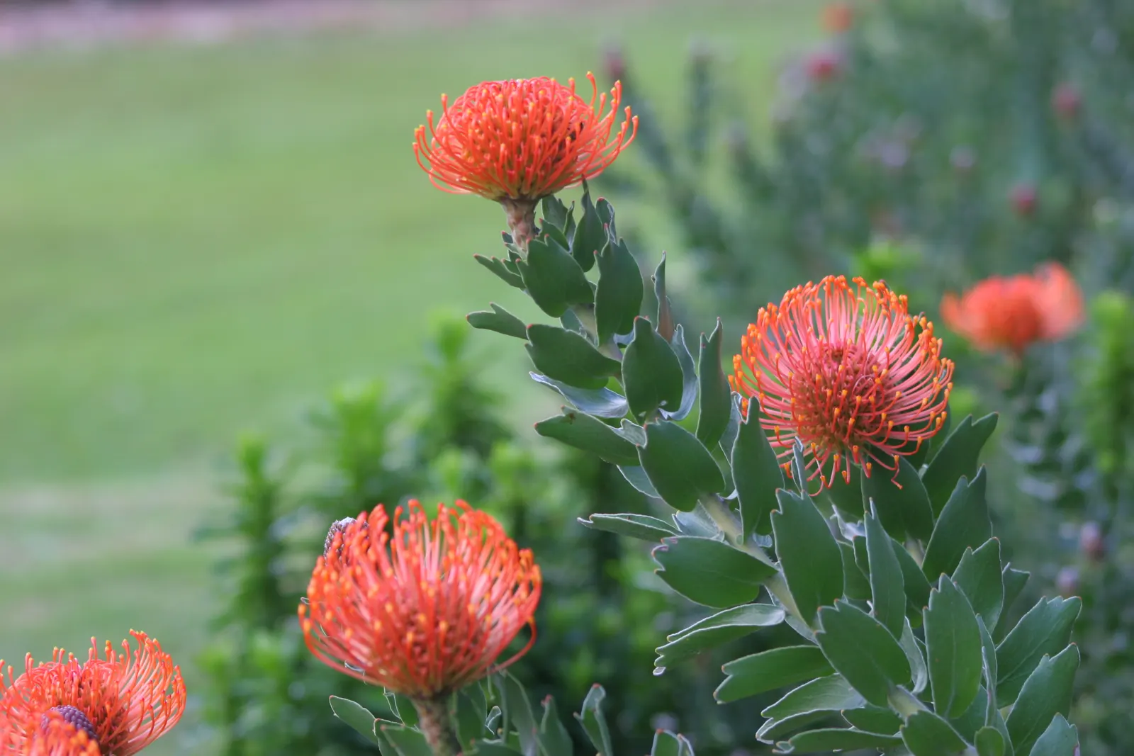 Nodding Pincushion (Leucospermum Cordifolium) — Leucospermum cordifolium, or Nodding Pincushion, is a captivating evergreen shrub native to South, image 28