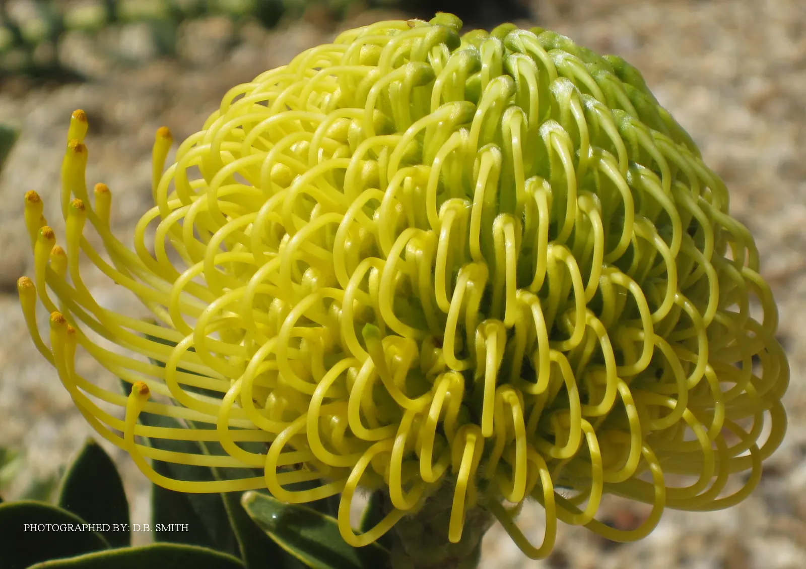 Nodding Pincushion (Leucospermum Cordifolium) — The vibrant oranges and yellows of the flowers attract a host of beneficial pollinators; originating from South