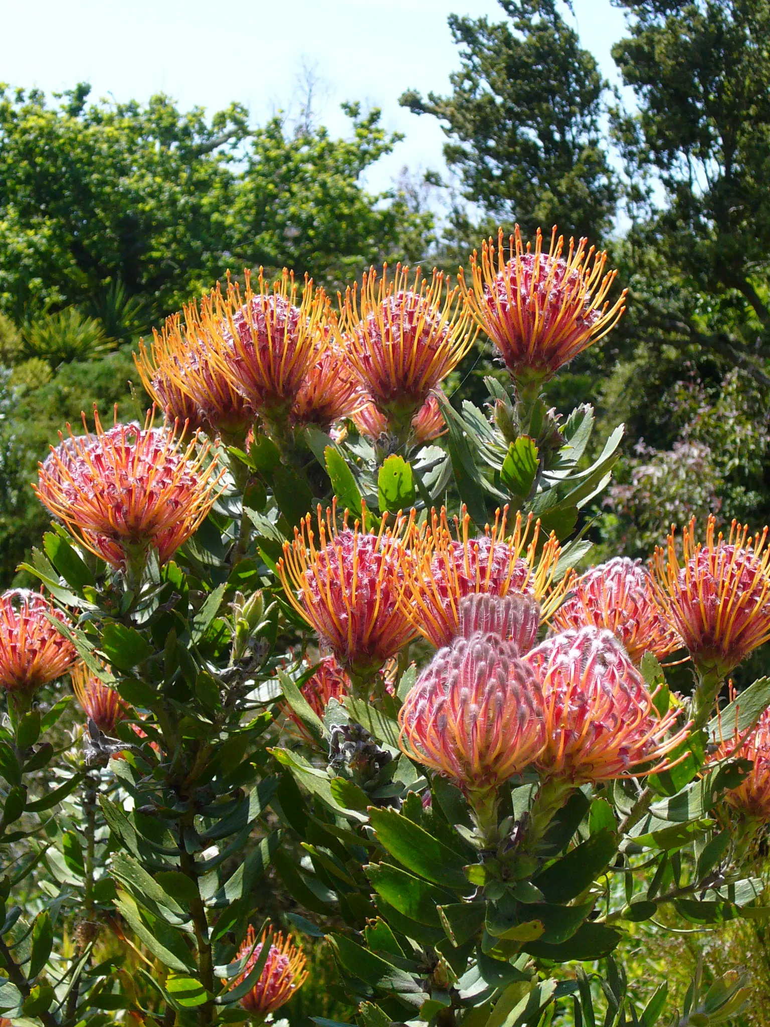 Nodding Pincushion (Leucospermum Cordifolium) — which emerge primarily in the spring and continue blooming sporadically until summer