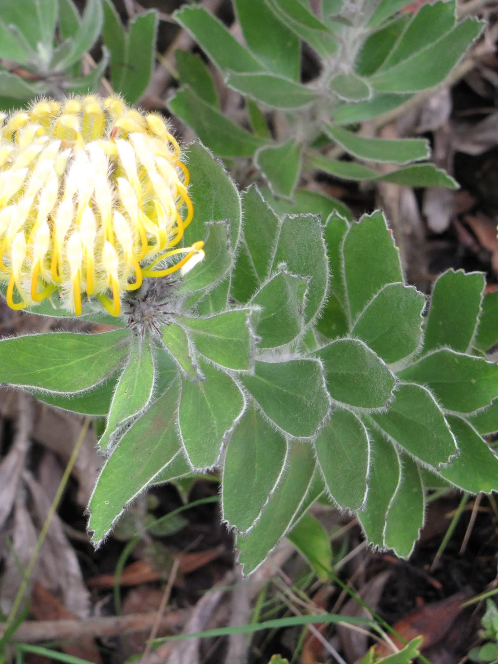 Nodding Pincushion (Leucospermum Cordifolium) — dark green leaves are elliptical; shrub for full