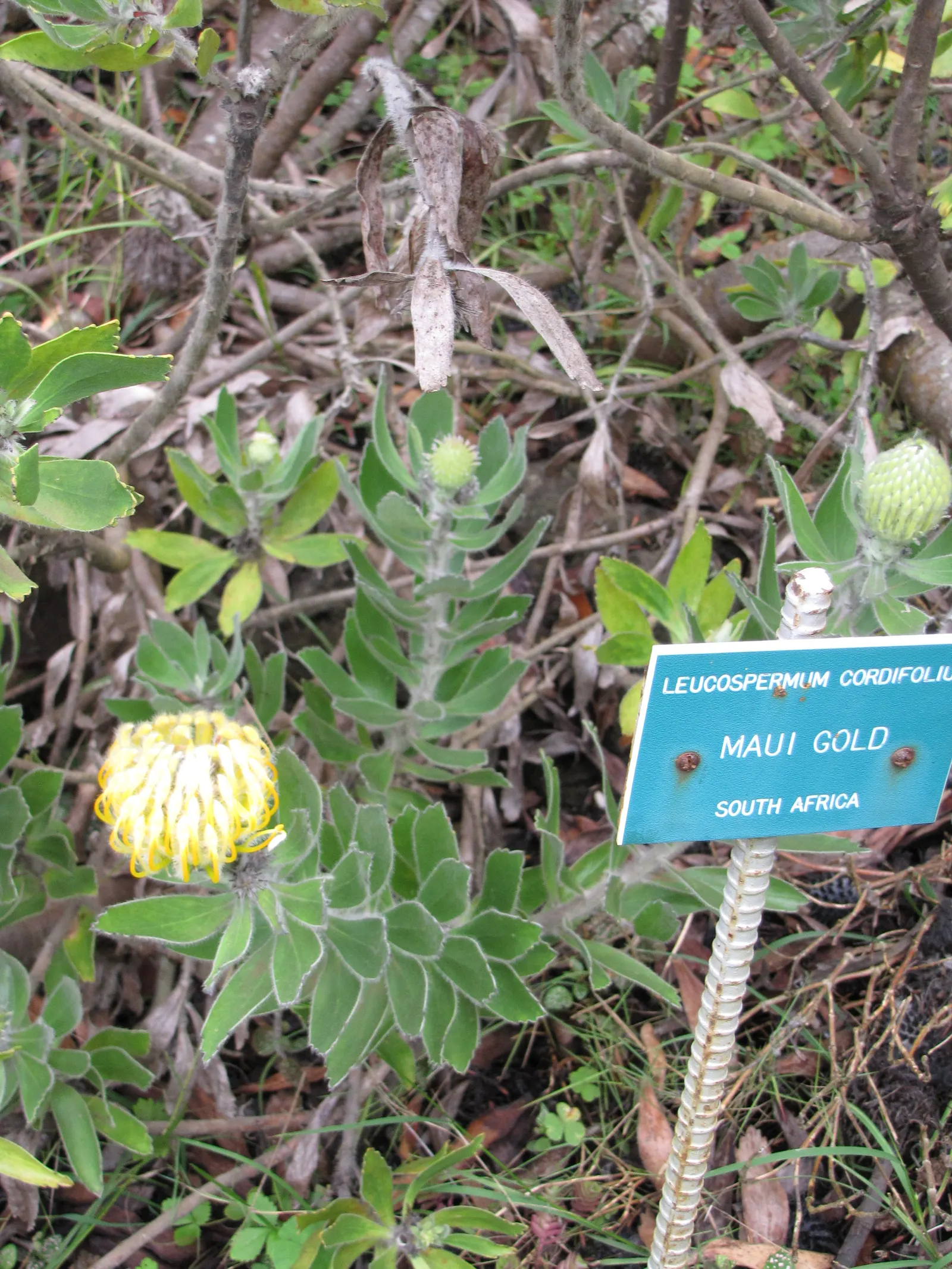 Nodding Pincushion (Leucospermum Cordifolium) — commonly referred to as Nodding Pincushion; dark green leaves are elliptical
