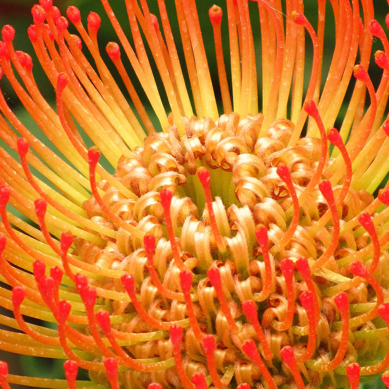 Nodding Pincushion (Leucospermum Cordifolium) — commonly referred to as Nodding Pincushion