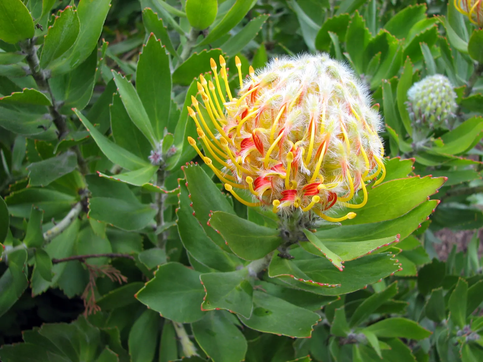 Nodding Pincushion (Leucospermum Cordifolium) — Reaching up to 5 feet in height and spread, it thrives in full sun with well-drained soil; adding, image 57