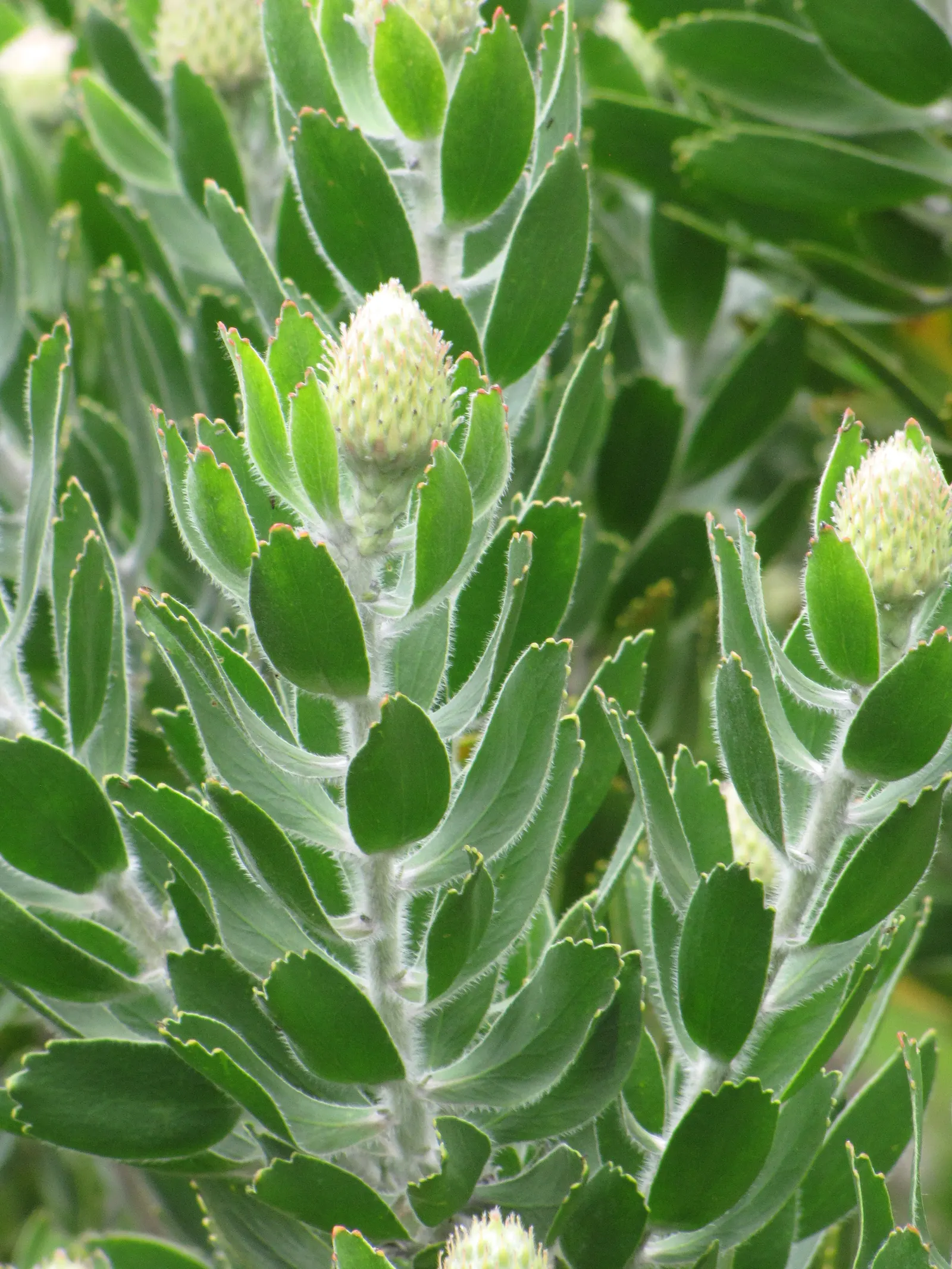 Nodding Pincushion (Leucospermum Cordifolium) — It's crucial to limit watering once established; known for its striking orange-red inflorescences resembling