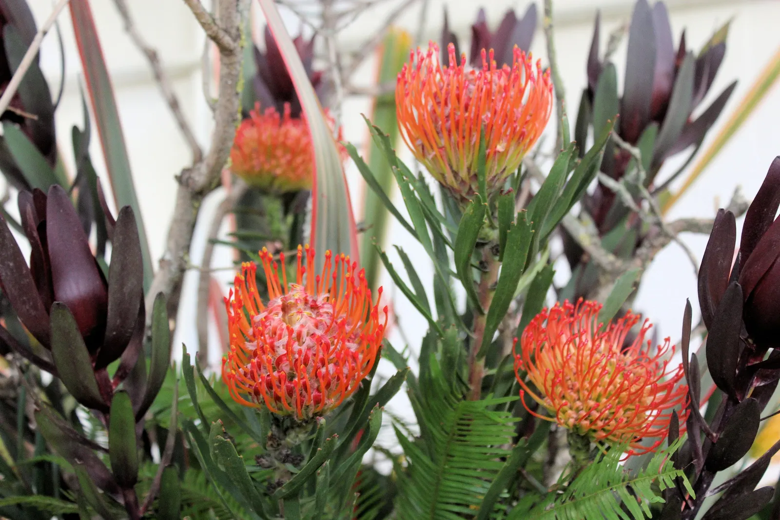 Nodding Pincushion (Leucospermum Cordifolium) — creating a visual resemblance to pincushions; leucospermum cordifolium, or Nodding Pincushion, is a captivating