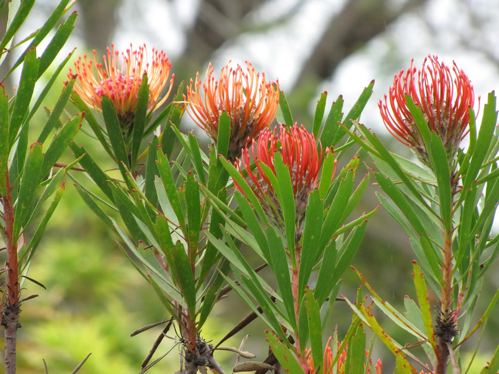 Nodding Pincushion (Leucospermum Cordifolium) — Drought-tolerant and low-maintenance
