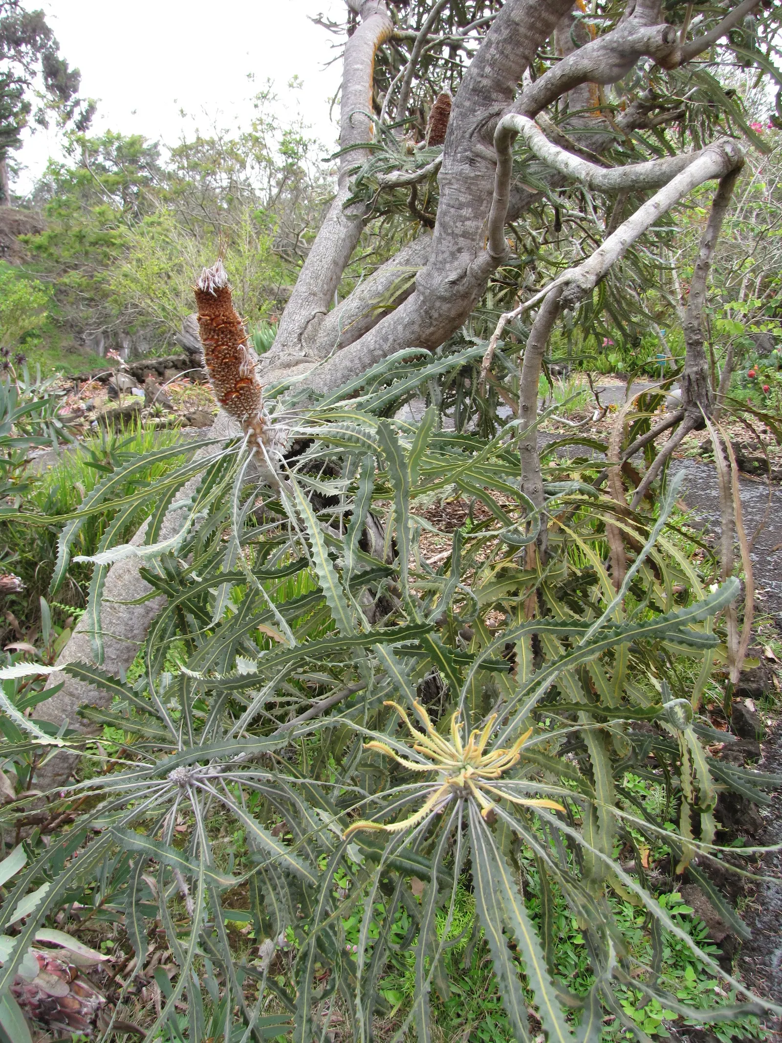 Nodding Pincushion (Leucospermum Cordifolium) — low-phosphorus fertilizer sparingly to encourage healthy growth without damaging the sensitive root system