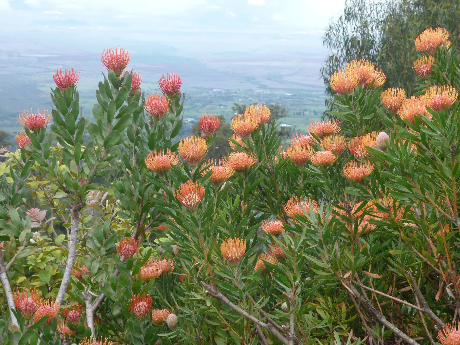 Nodding Pincushion (Leucospermum Cordifolium) — preferring full sun exposure to flourish.<br><br>Characterized by an upright; measuring about 2 to, image 64