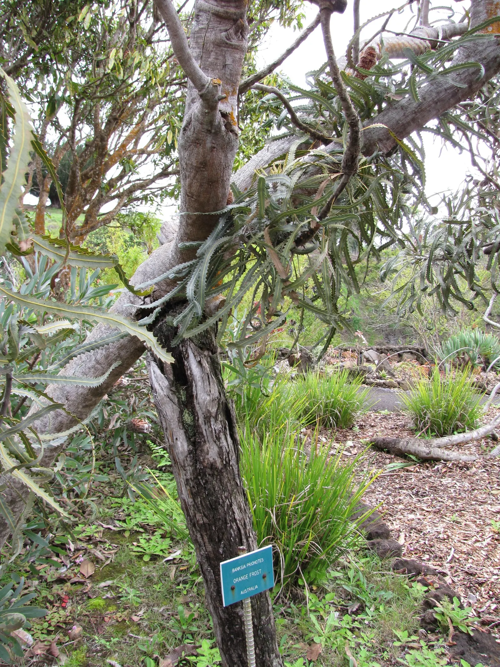 Nodding Pincushion (Leucospermum Cordifolium) — It's crucial to limit watering once established