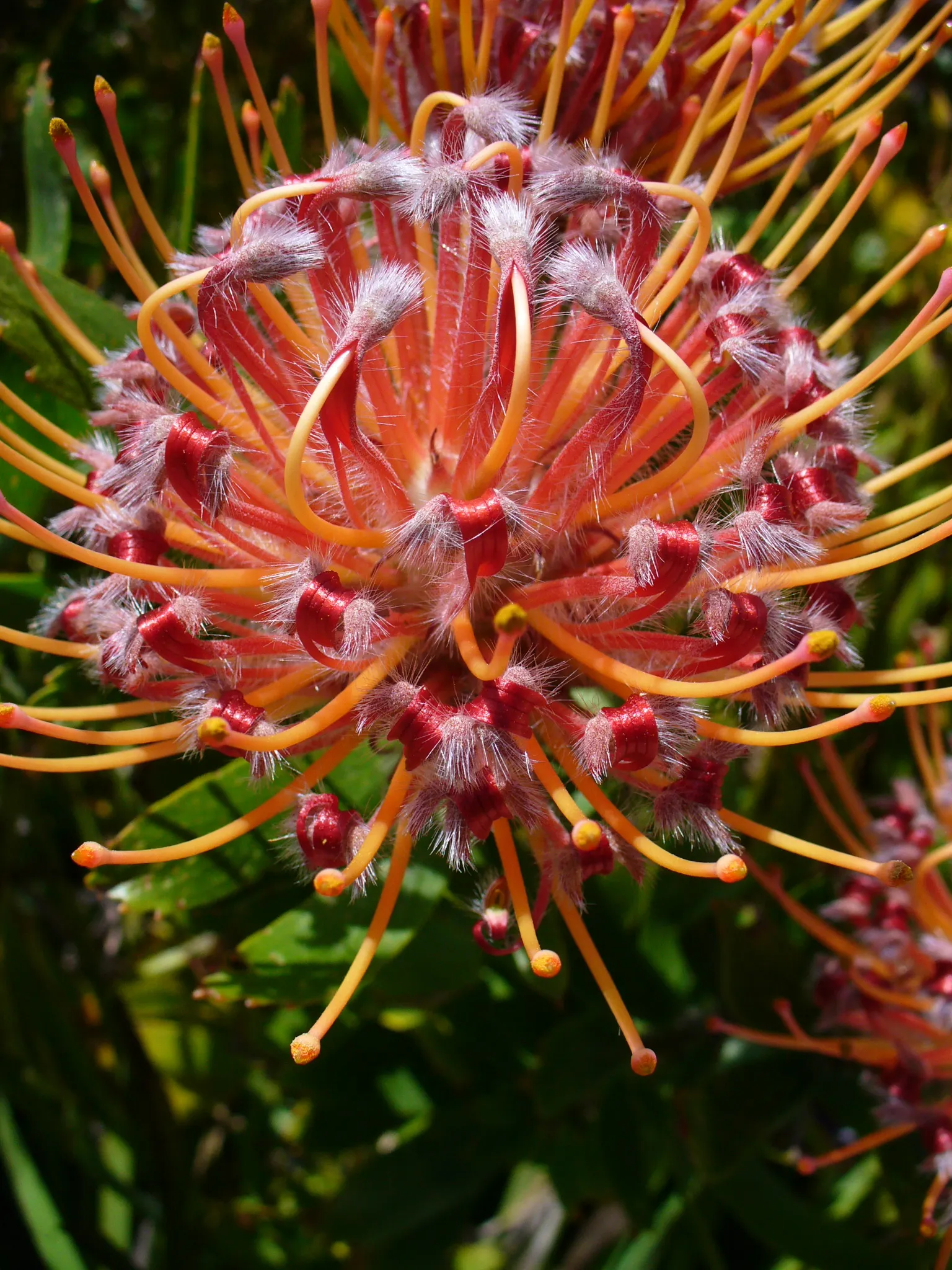 Nodding Pincushion (Leucospermum Cordifolium) — Leucospermum cordifolium can grow to a height of 3 to 5 feet