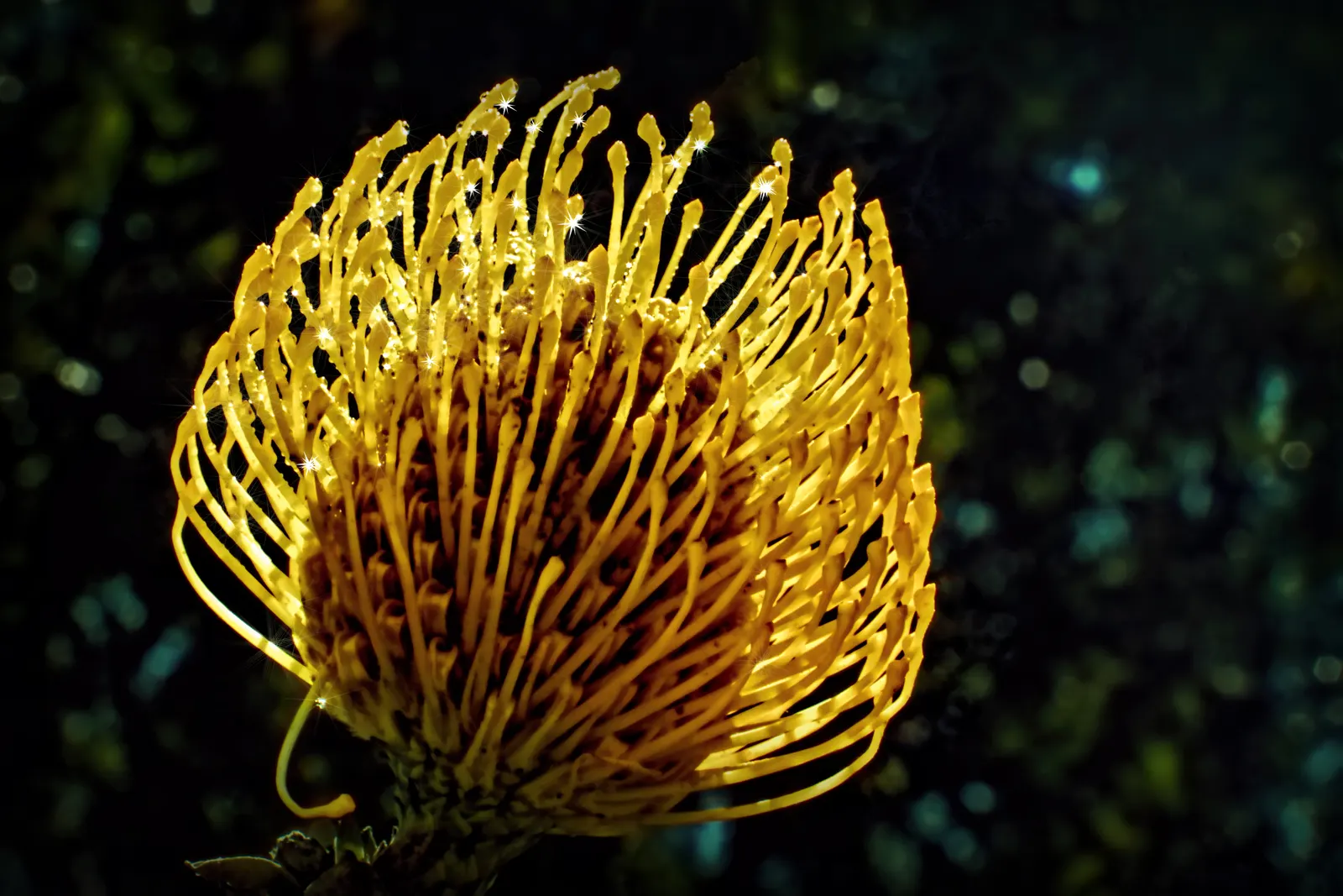Nodding Pincushion (Leucospermum Cordifolium) — ideal for water-wise gardens or coastal landscapes; reaching up to 5 feet in height and spread, it thrives in