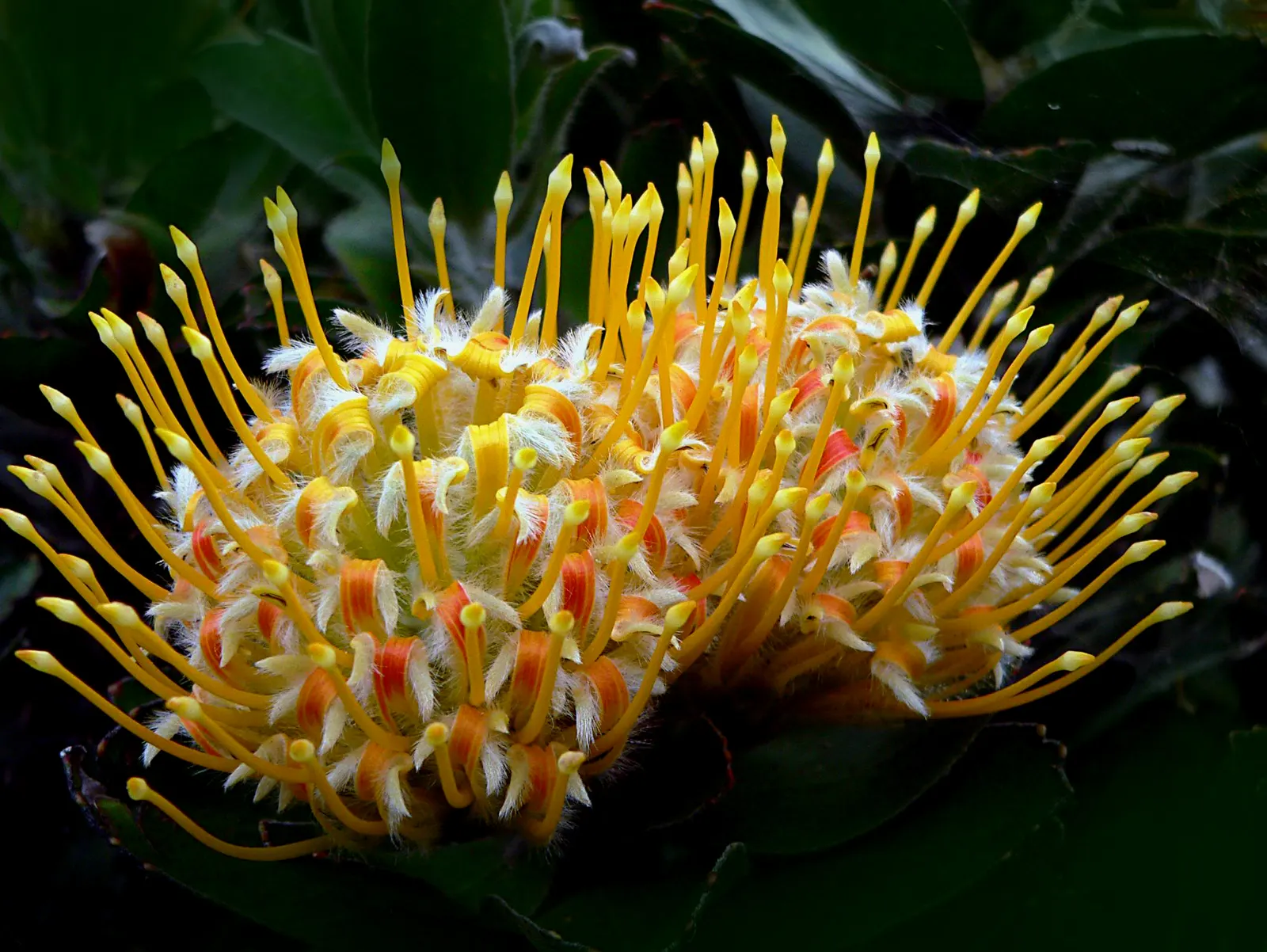 Nodding Pincushion (Leucospermum Cordifolium) — Leucospermum cordifolium requires well-draining; low-phosphorus fertilizer sparingly to encourage healthy