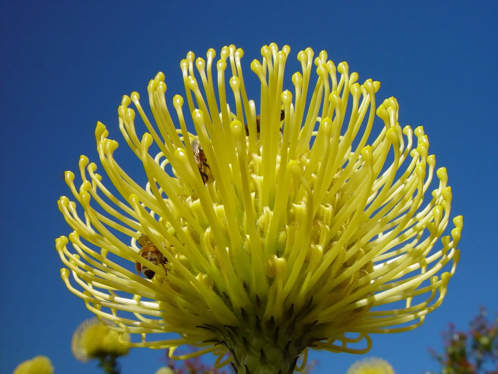 Nodding Pincushion (Leucospermum Cordifolium) — this member of the Proteaceae family thrives in USDA hardiness zones 9 to 11; commonly referred to, image 63