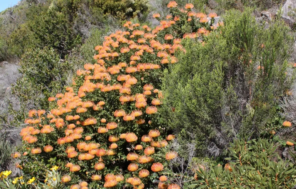 Nodding Pincushion (Leucospermum Cordifolium) — Known for its striking orange-red inflorescences resembling pincushions, it blooms in spring