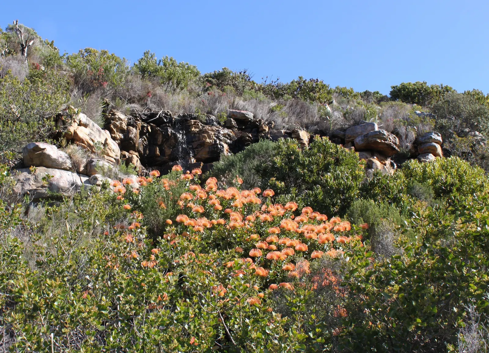 Nodding Pincushion (Leucospermum Cordifolium) — shrub for full
