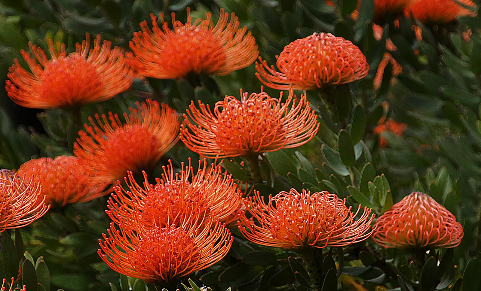 Nodding Pincushion (Leucospermum Cordifolium) — The inflorescences measure around 4 inches across and boast a mass of long; as the plant is drought-tolerant