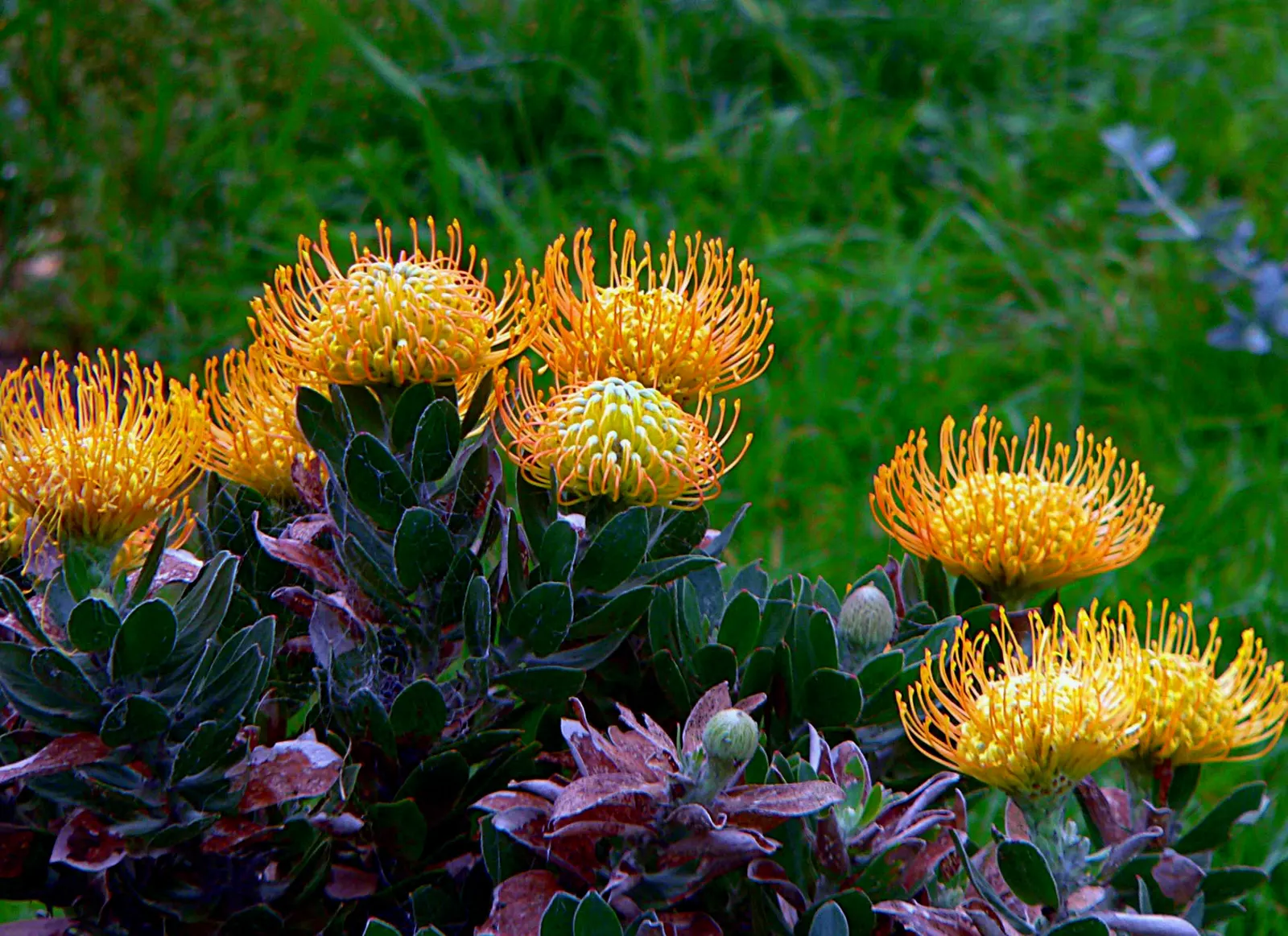Nodding Pincushion (Leucospermum Cordifolium) — pink flowers in the garden; preferring full sun exposure to flourish.<br><br>Characterized by an upright