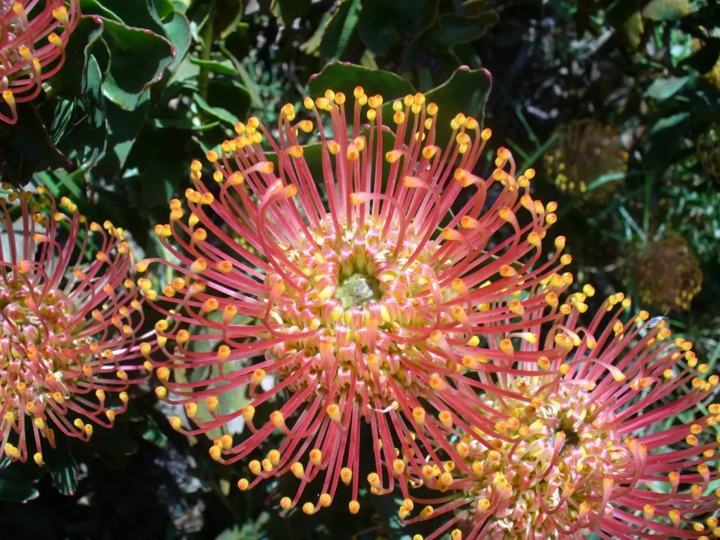 Nodding Pincushion (Leucospermum Cordifolium) — Leucospermum cordifolium can grow to a height of 3 to 5 feet; it's crucial to limit watering once established