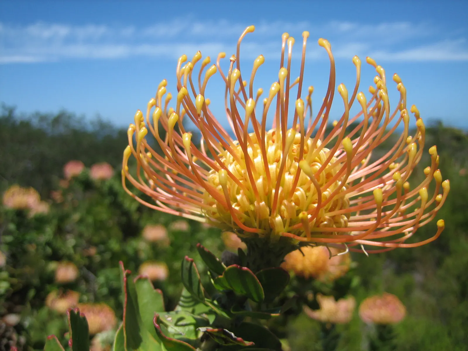 Nodding Pincushion (Leucospermum Cordifolium) — Leucospermum cordifolium can grow to a height of 3 to 5 feet; it's crucial to limit watering once, image 65