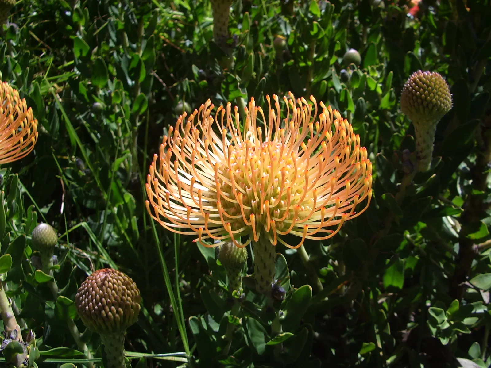 Nodding Pincushion (Leucospermum Cordifolium) — Leucospermum cordifolium, or Nodding Pincushion, is a captivating evergreen shrub native to South, image 55