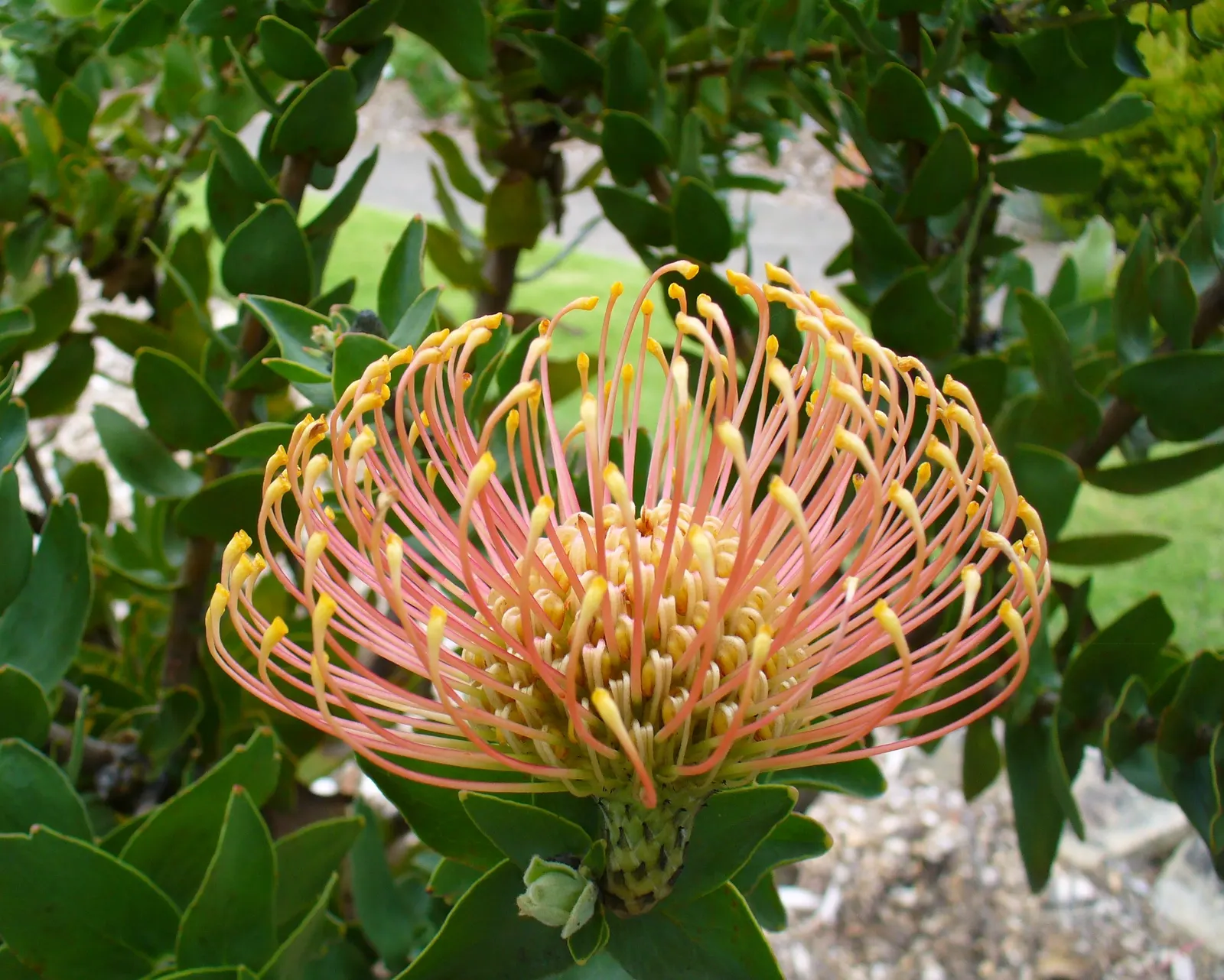 Nodding Pincushion (Leucospermum Cordifolium) — Reaching up to 5 feet in height and spread, it thrives in full sun with well-drained soil; adding ecological