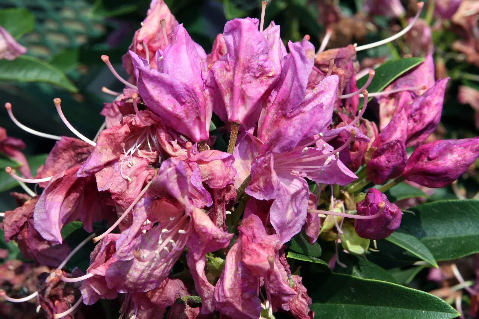 Anah Kruschke Rhododendron (Rhododendron 'Anah Kruschke') — The Rhododendron 'Anah Kruschke' is a striking evergreen shrub