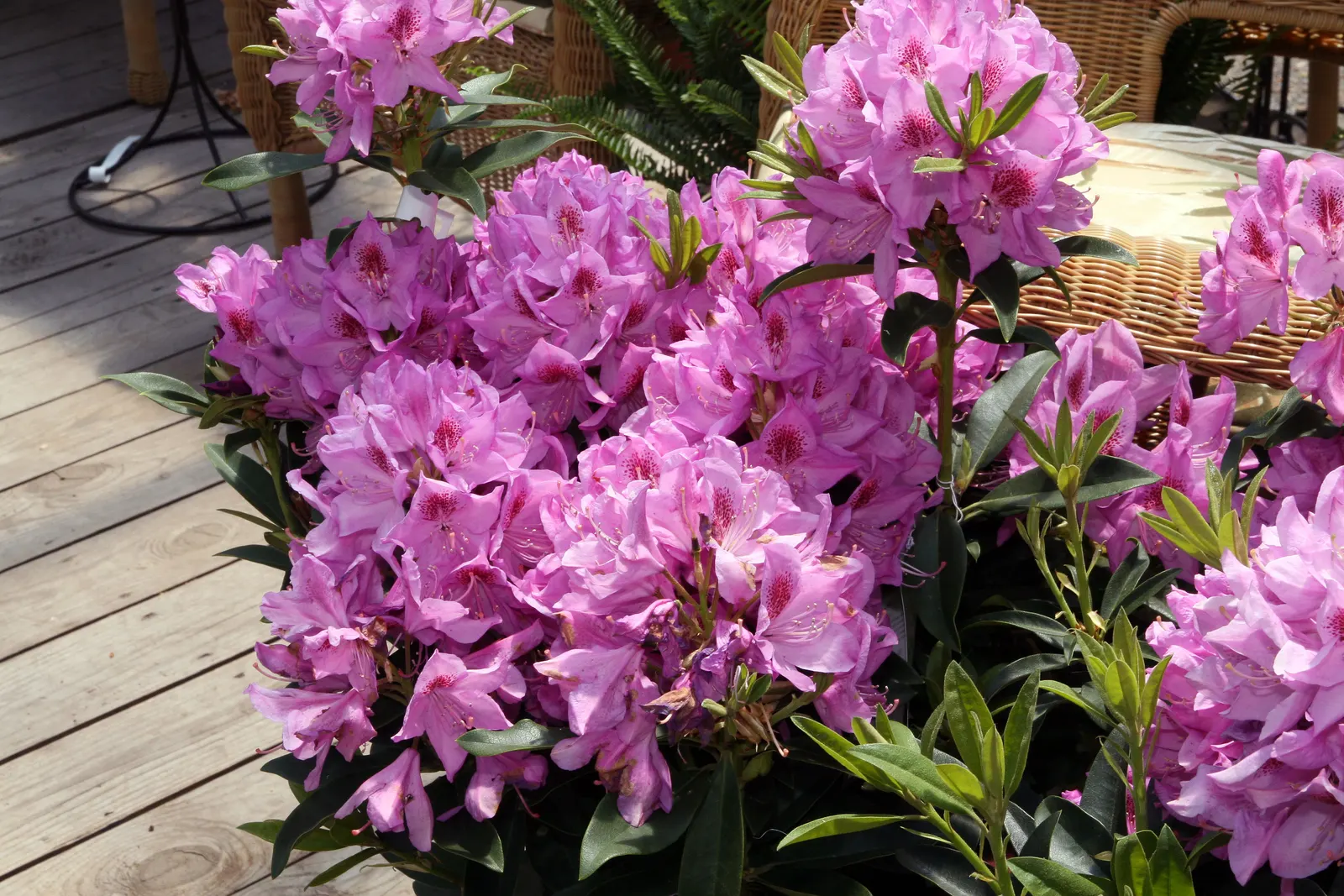 Anah Kruschke Rhododendron (Rhododendron 'Anah Kruschke') — Mature plants reach approximately 5 feet in height and 6 feet in width