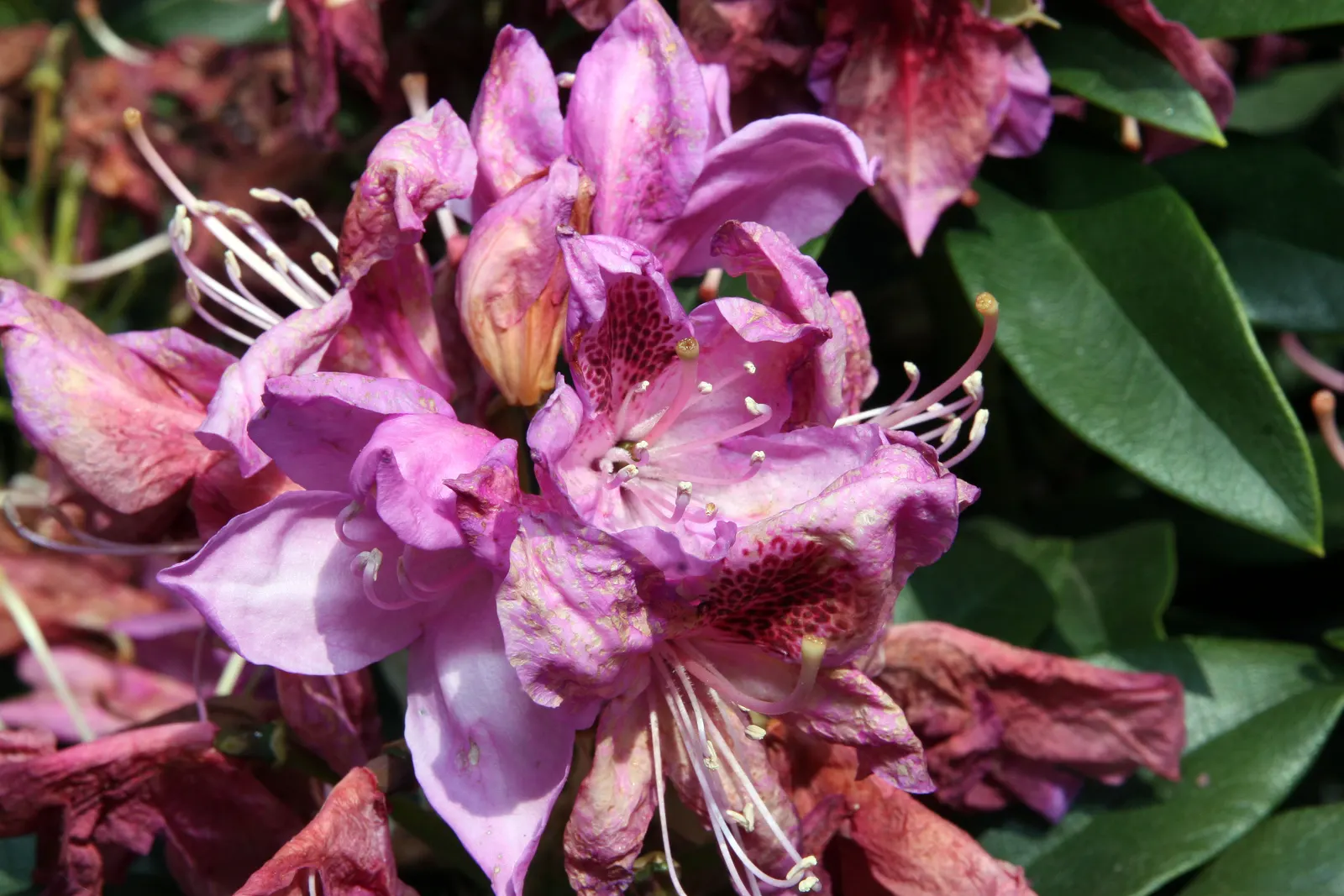 Anah Kruschke Rhododendron (Rhododendron 'Anah Kruschke') — Blooms profusely in mid-spring, with each flower showcasing a subtle red blotch