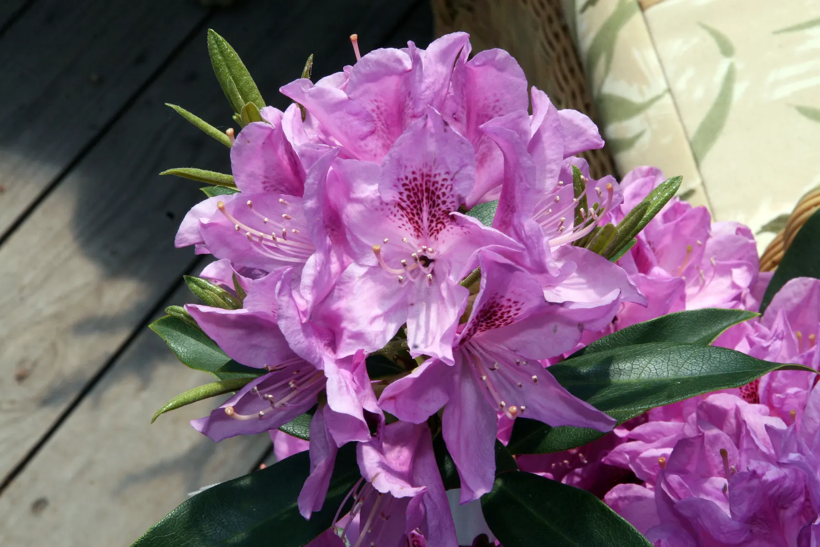 Anah Kruschke Rhododendron (Rhododendron 'Anah Kruschke') — Known for its hardiness and attractive appearance