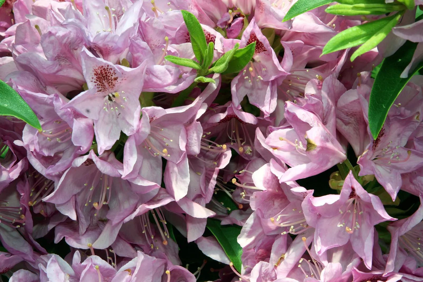 Anah Kruschke Rhododendron (Rhododendron 'Anah Kruschke') — making it a substantial addition to garden borders