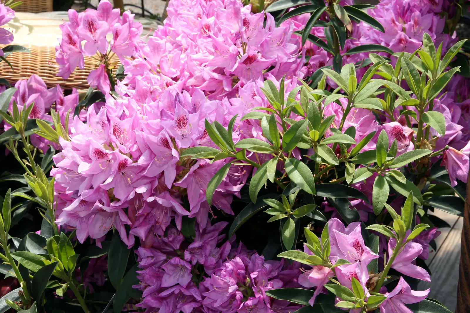 Anah Kruschke Rhododendron (Rhododendron 'Anah Kruschke') — Hardy and low maintenance, ideal for mass plantings and woodland gardens