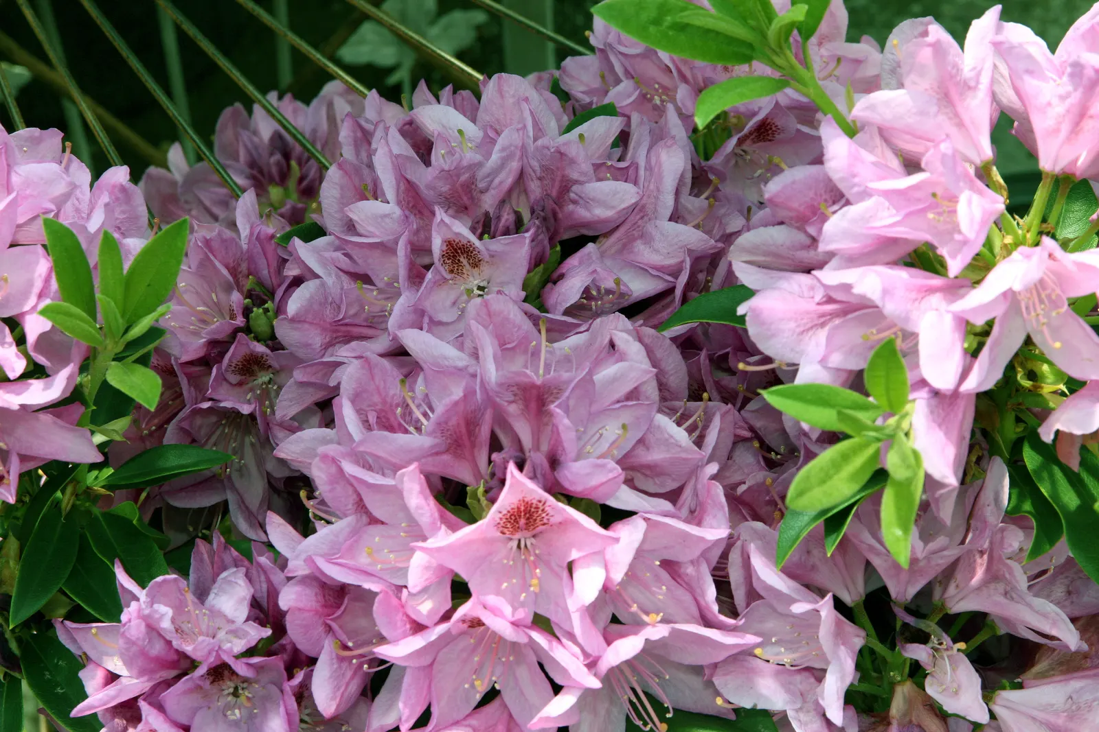 Anah Kruschke Rhododendron (Rhododendron 'Anah Kruschke') — this rhododendron cultivar typically grows to an impressive 4 to 6 feet in height and spans a